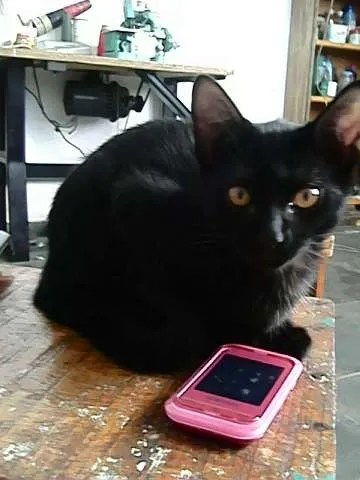 Gato ra a indefinida idade 2 a 6 meses nome Sirius