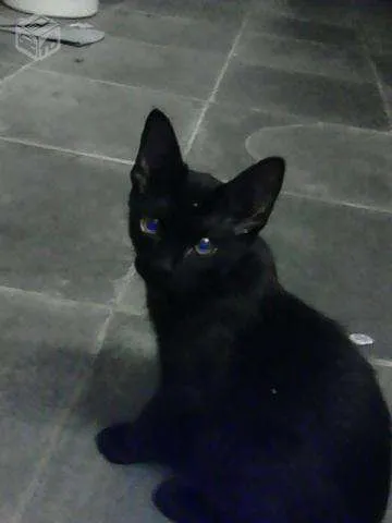 Gato ra a indefinida idade 2 a 6 meses nome Sirius