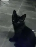 Sirius