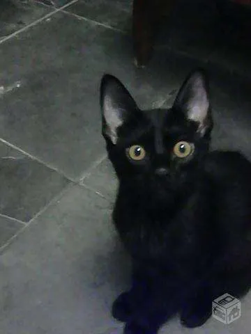Gato ra a indefinida idade 2 a 6 meses nome Sirius