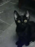 Sirius