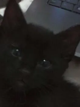 Gato ra a indefinida idade 2 a 6 meses nome Sirius
