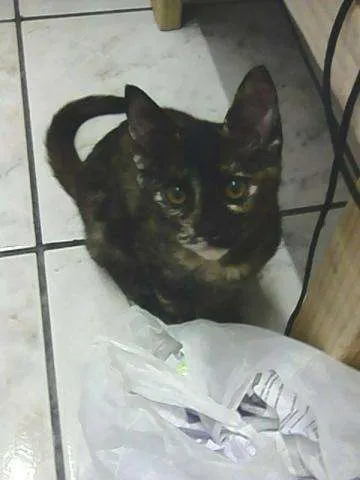 Gato ra a indefinida idade 2 a 6 meses nome hagar