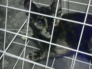 Gato raça indefinida idade 2 a 6 meses nome hagar