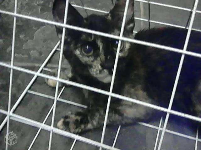 Gato ra a indefinida idade 2 a 6 meses nome hagar