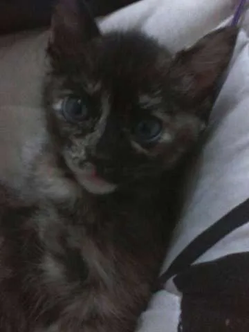 Gato ra a indefinida idade 2 a 6 meses nome hagar