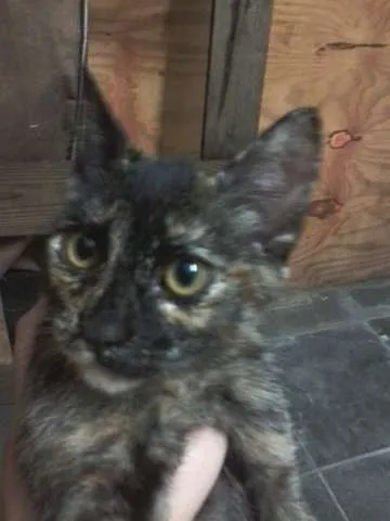 Gato ra a indefinida idade 2 a 6 meses nome hagar