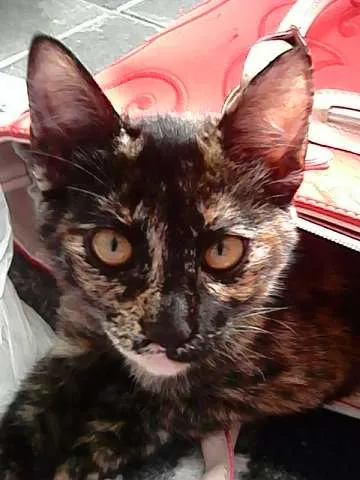Gato ra a indefinida idade 2 a 6 meses nome hagar