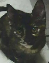 Gato ra a indefinida idade 2 a 6 meses nome hagar