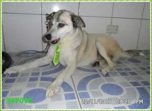 Cachorro raça SRD idade 3 anos nome raposo