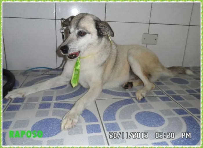 Cachorro raça SRD idade 3 anos nome raposo