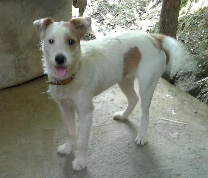 Cachorro ra a SRD idade 1 ano nome Bia
