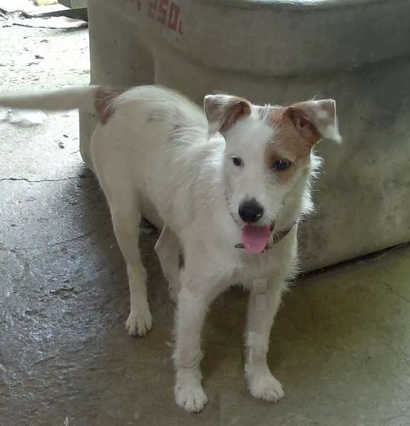 Cachorro ra a SRD idade 1 ano nome Bia
