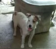 Bia