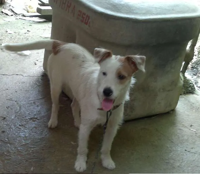 Cachorro ra a SRD idade 1 ano nome Bia