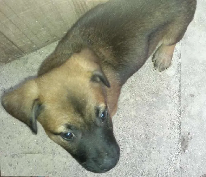 Cachorro ra a SRD idade 2 a 6 meses nome Tito