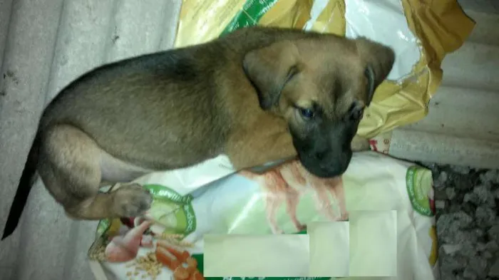 Cachorro ra a SRD idade 2 a 6 meses nome Tito