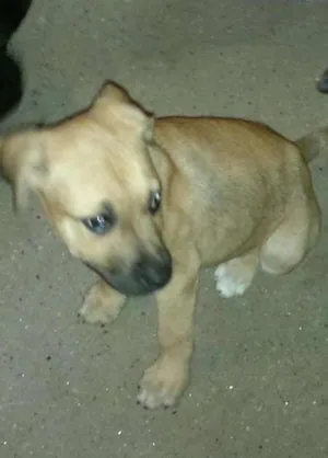 Cachorro raça SRD idade 2 a 6 meses nome Bellinha