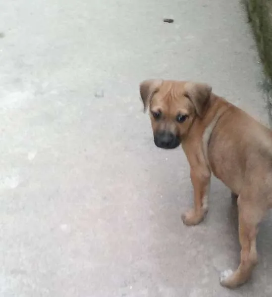Cachorro ra a SRD idade 2 a 6 meses nome Bellinha
