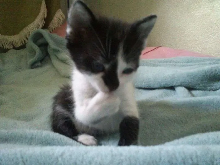 Gato ra a SRD idade 2 a 6 meses nome Sem nome
