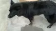 Lobo