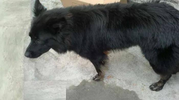 Cachorro ra a SRD idade 2 anos nome Lobo