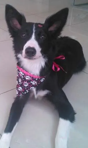 Cachorro ra a  idade 7 a 11 meses nome Mafalda