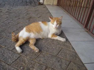 Gato raça  idade 3 anos nome Abel