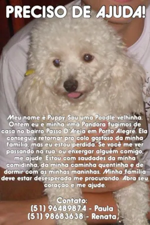 Cachorro raça Poodle idade 6 ou mais anos nome Puppy