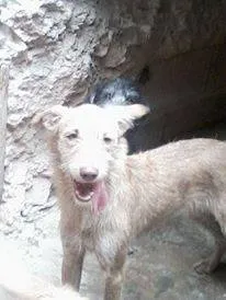 Cachorro raça SRD idade 7 a 11 meses nome Alfredo