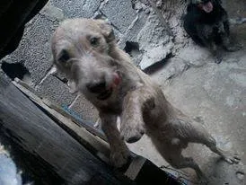 Cachorro raça SRD idade 7 a 11 meses nome Alfredo