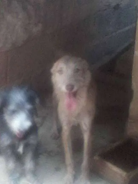 Cachorro raça SRD idade 7 a 11 meses nome Alfredo