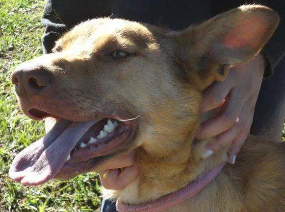 Cachorro ra a SRD idade 1 ano nome JORGE