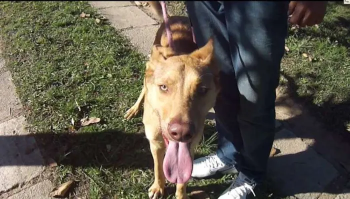 Cachorro ra a SRD idade 1 ano nome JORGE