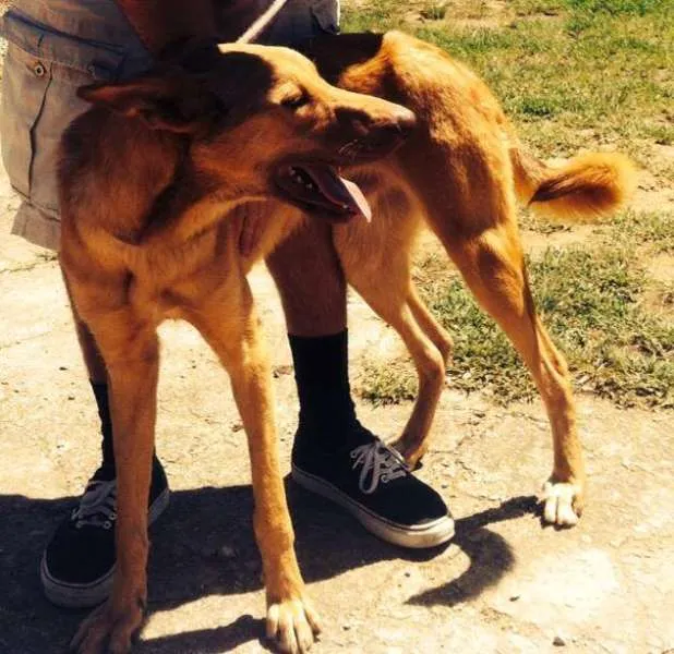 Cachorro ra a SRD idade 1 ano nome JORGE