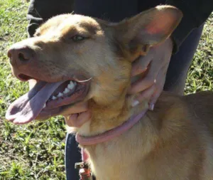 Cachorro raça SRD idade 1 ano nome JORGE