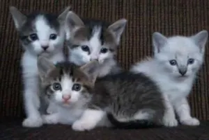 Gato raça SRD idade Abaixo de 2 meses nome Cazuza, madona, Sno