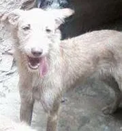 Cachorro raça SRD idade 7 a 11 meses nome Alfredo
