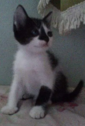 Gato ra a SRD idade 2 a 6 meses nome Sem nome