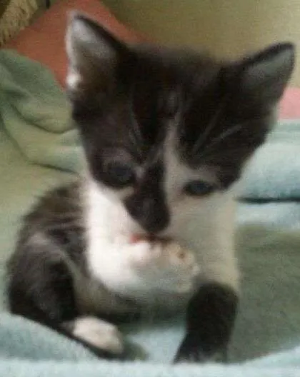 Gato ra a SRD idade 2 a 6 meses nome Sem nome