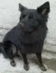 Lobo