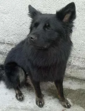Cachorro ra a SRD idade 2 anos nome Lobo