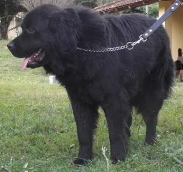 Cachorro ra a TERRA NOVA idade 3 anos nome BIG BOY GRATIFICA