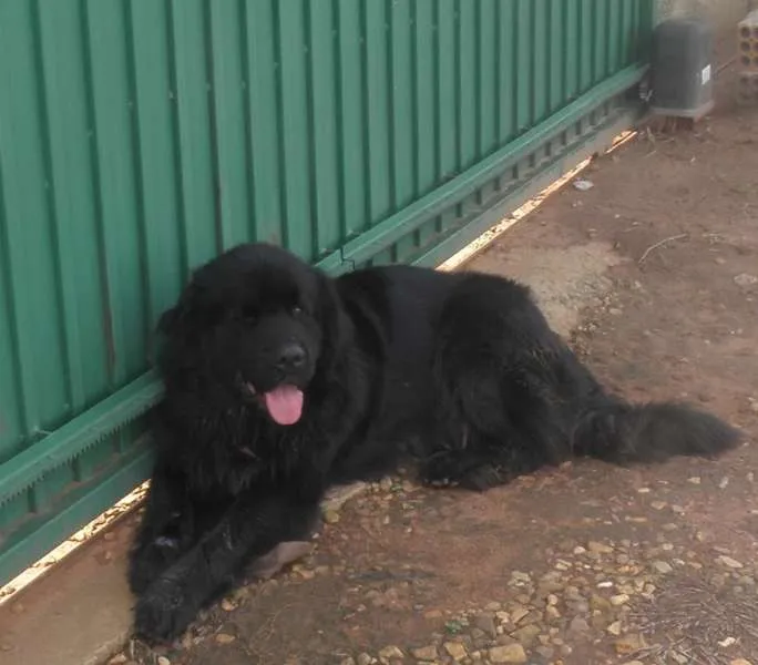 Cachorro ra a TERRA NOVA idade 3 anos nome BIG BOY GRATIFICA