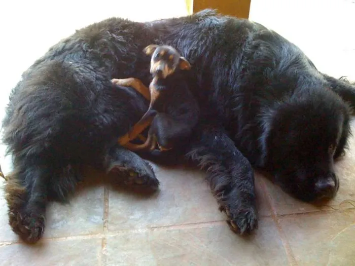 Cachorro ra a TERRA NOVA idade 3 anos nome BIG BOY GRATIFICA