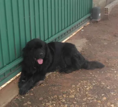 Cachorro raça TERRA NOVA idade 3 anos nome BIG BOY GRATIFICA