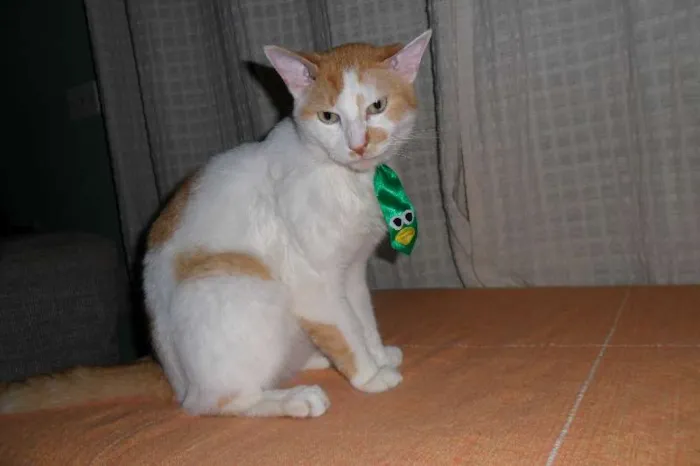 Gato ra a  idade 6 ou mais anos nome Luck