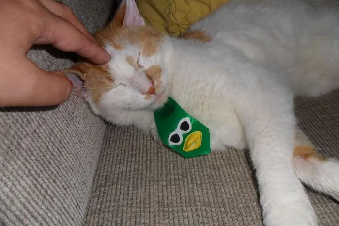 Gato ra a  idade 6 ou mais anos nome Luck