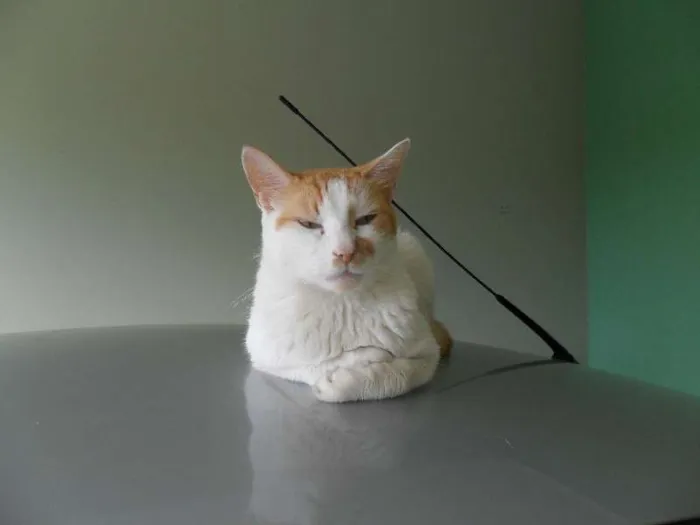 Gato ra a  idade 6 ou mais anos nome Luck