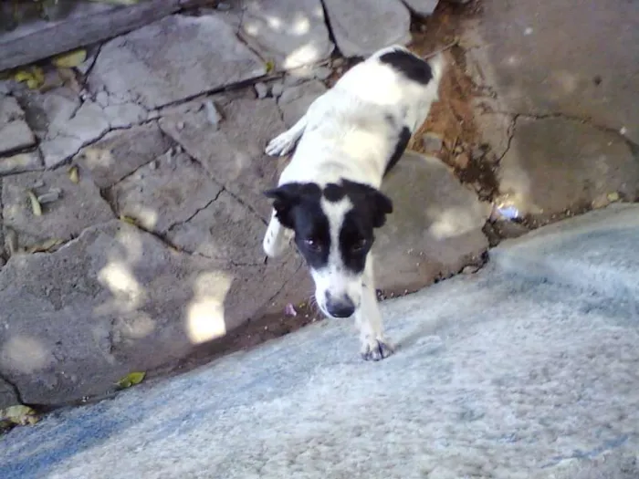Cachorro ra a SRD idade  nome Tobby